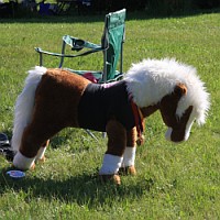 OMG Ponies were racing, and we caught their mascot munching on grass nearby our tent,
